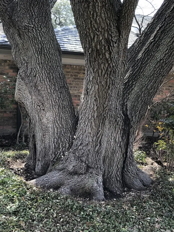 Mature heritage tree close to a Meyersdale property cared for by certified arborists